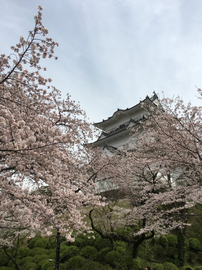 桜も終わってしまいましたが・・・