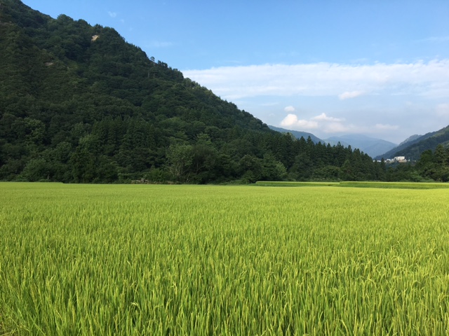 サマ―バケーション